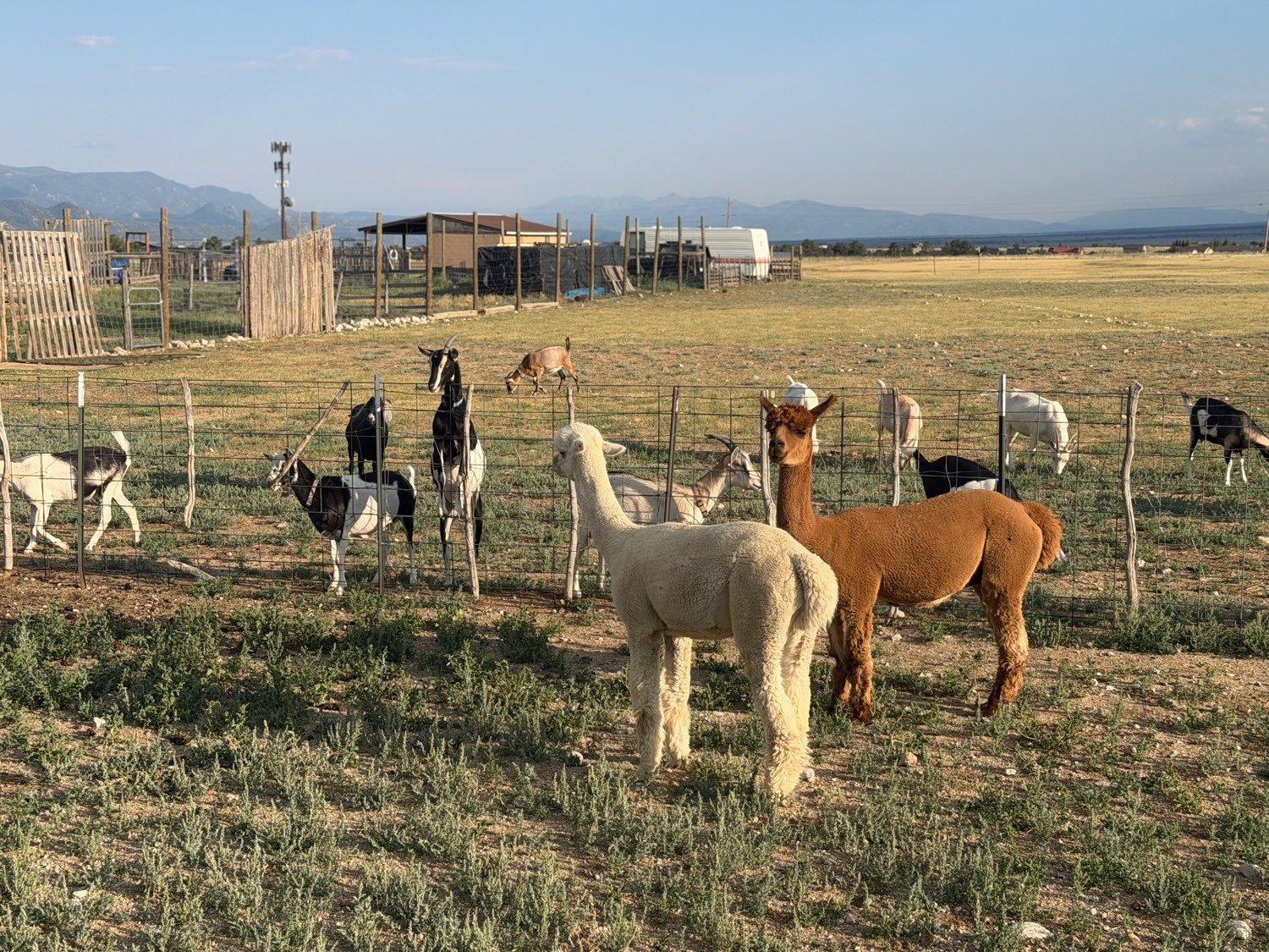 Jake and George, the alpacas, in the pasture alongside the goat herd at Buena Vista Farm