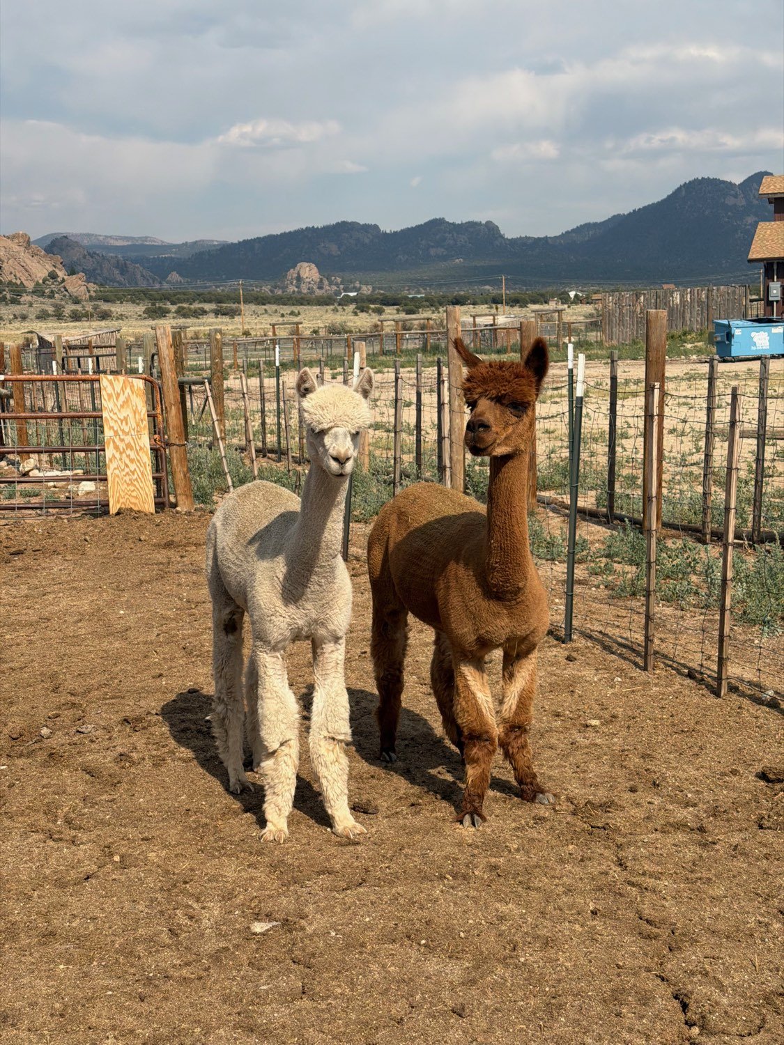 Jake and George, the two new alpacas at Buena Vista Farm, with the Collegiate Peaks behind