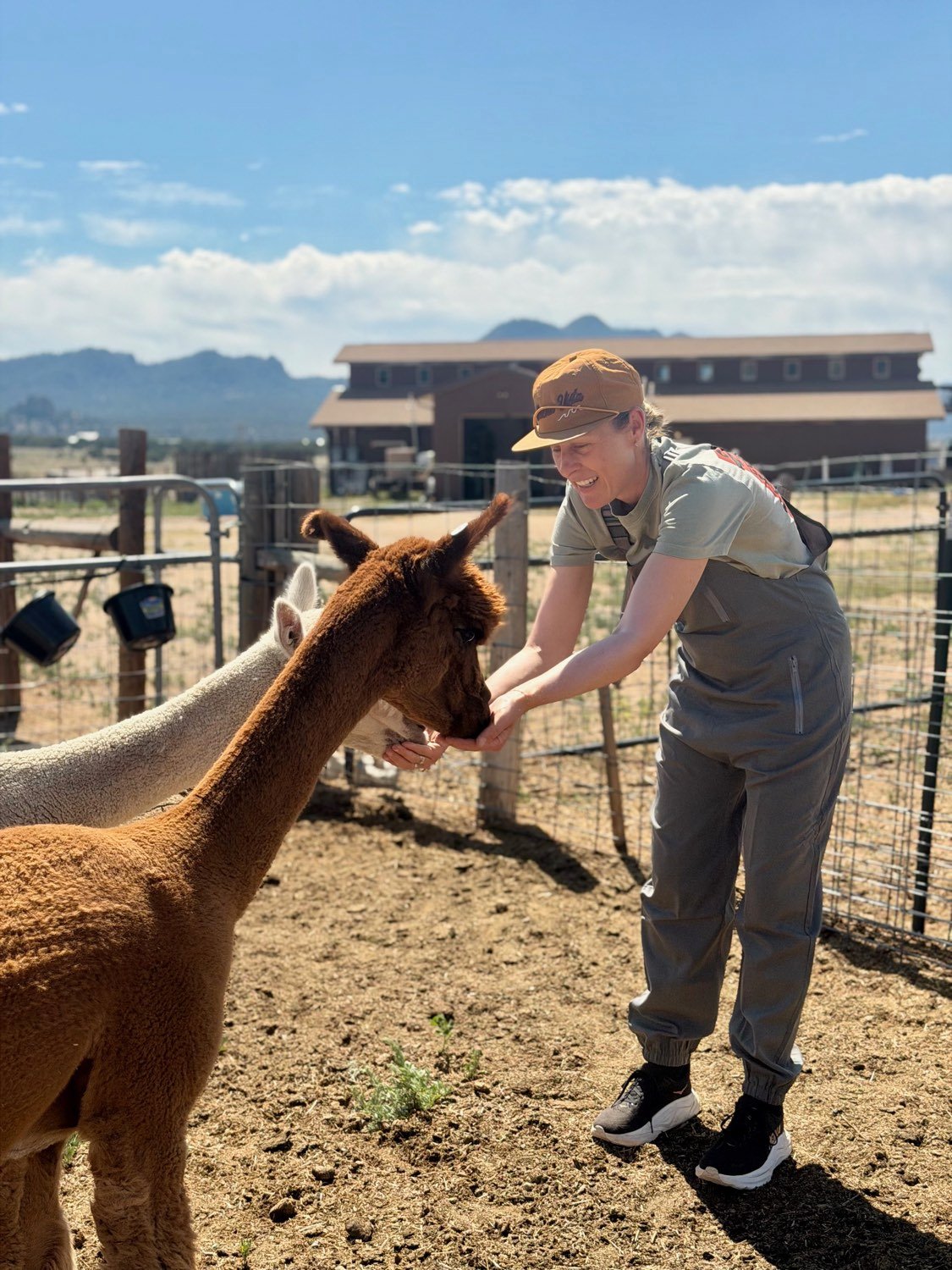 Hand-feeding one of the alpacas at Buena Vista Farm, with the barn and Collegiate Peaks behind